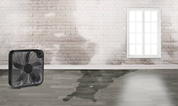 Best Flood damage cleanup  in Newton, KS